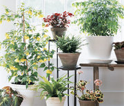 Thumb_indoor-potted-house-plants