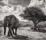 Thumb_south-africa-elephant-scene_95357_990x742